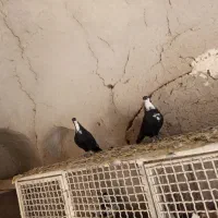 نروماده کرواتی|پرنده|تربتحیدریه, باغ سلطانی|دیوار