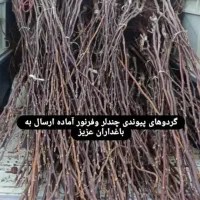 انواع نهال میوه ،پسته ،گردو،صنوبر و کبوده و.|خدمات باغبانی و درختکاری|بیرجند, |دیوار