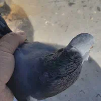 کبوتر|پرنده|جوکار, |دیوار