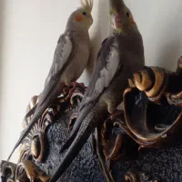 جوجه عروس هلندی