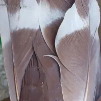 کفتر طوقی زرد گلی|پرنده|کرمان, |دیوار