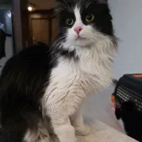 واگذاری گربه