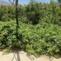 کارگر یومیه برای مزرعه نزدیک تفت