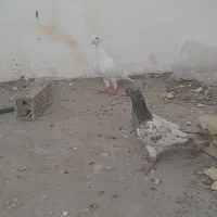 کفتر پرشی