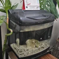 آکواریوم شرکتی آبشوربک سامپ