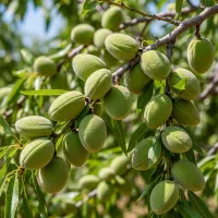 نهال بادام آذر مناسب مناطق سردسیر