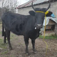 گاو لیشه شکمدار هفت