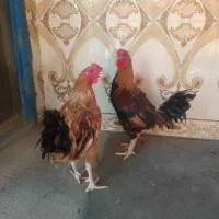 خروس