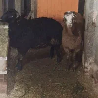 فروش ۲عدد بره پرواری