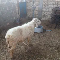 بره نر