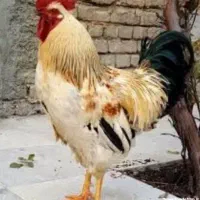 فروش خروس محلی