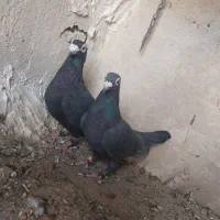 جفت چاپی وزاغ|پرنده|سده (خراسان جنوبی), |دیوار