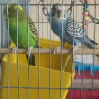 مرغ عشق جفت