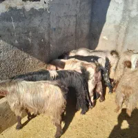 فروش بز چاق جوان برای مراسمات عروسی و..