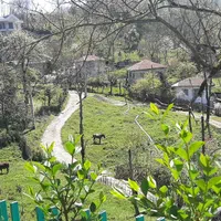 کلبه جنگلی سنتی روستایی دربست  بکروآرام  ویو|اجارهٔ کوتاه‌مدت ویلا و باغ|رامسر, |دیوار