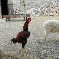خروس فروشی سالم جوان سرحال