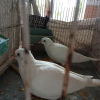 کبوتر