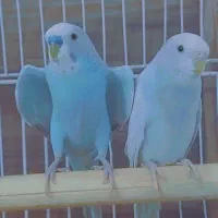 مرغ عشق بالغ|پرنده|صدرا-فارس, فاز ۱|دیوار