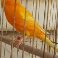 قناری رنگی|پرنده|شهرکرد, |دیوار