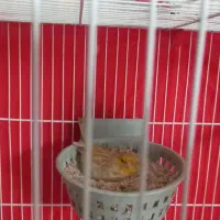 قناری جفت|پرنده|مشهد, شهید قربانی|دیوار