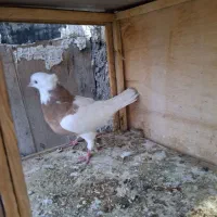 سه عدد کبوتر|پرنده|تاکستان, |دیوار