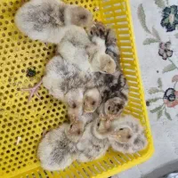 تخم بوقلمون نطفه دار ۵۰هزار تومان ،،غاز نطفه دار