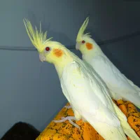 تعدادی عروس هلندی لوتینو