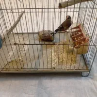 سهره نر مست بخون