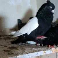 سینه سیاه سینه قهوه ایی سینه زرد