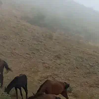 مادیان و کره مادیان