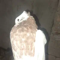 کبوتر طوقی|پرنده|جوین, |دیوار