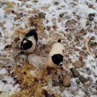 سگ ماده|سگ|شیراز, گویم|دیوار