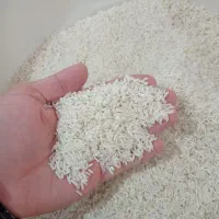 برنج هاشمی گیلان