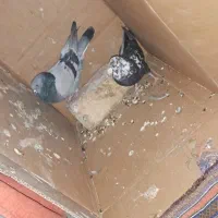 کبوتر خاص پر پرشی بازکن ملقی بابهدجوجه گیری|پرنده|بروجن, |دیوار