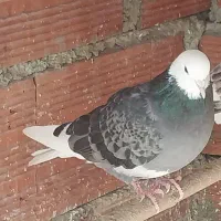 کبوتر فروشی