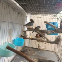 فنج زبرا|پرنده|صدرا-فارس, فاز ۱|دیوار