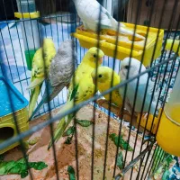 مرغ عشق|پرنده|شیراز, بازار|دیوار