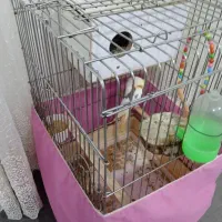 عروس هلندی ماده|پرنده|الوند, |دیوار