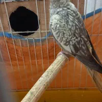 عروس گلباقی