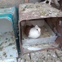 کبوتر
