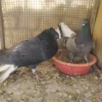 نروماده دمسفید تخت بازی کن ماده سبز کاکلی اصفهانی