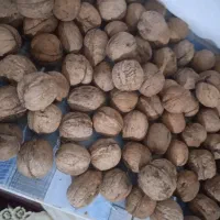 گردو