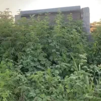 فروش زمین ۲۱۴ متری|فروش زمین و ملک کلنگی|رودسر, |دیوار