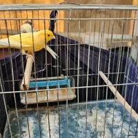 قناری|پرنده|تهران, باغ خزانه|دیوار