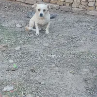 سگ پاکوتاه|سگ|رفسنجان, |دیوار