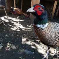 پرنده زینتی|پرنده|رضوانشهر, |دیوار