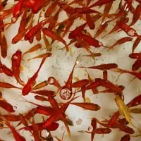 ماهی قرمز (عید )