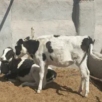 گوساله ماده