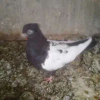 کفتر رنگه|پرنده|مشهد, خرمشهر|دیوار