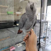 خرید فروش معاوضه طوطی کاسکو سخنگو دستی جوجه و بالغ|پرنده|تهران, دردشت|دیوار